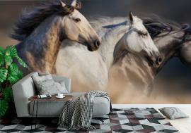 Fototapeta Horses with long mane portrait