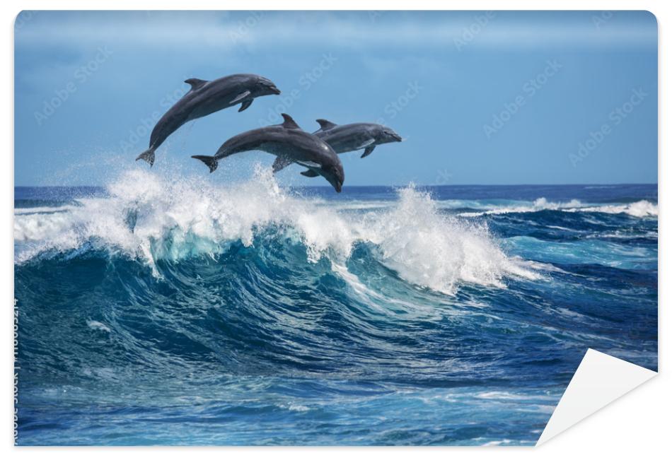 Fototapeta Playful dolphins jumping over