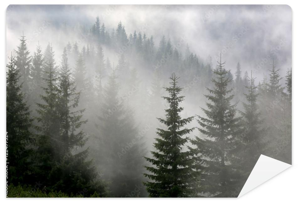 Fototapeta pine forest in mist
