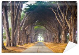 Fototapeta Point Reyes Cyress Tree