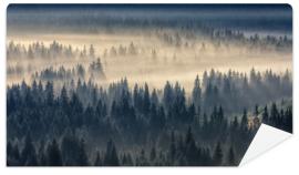 Fototapeta coniferous forest in foggy