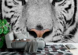 Fototapeta white tiger