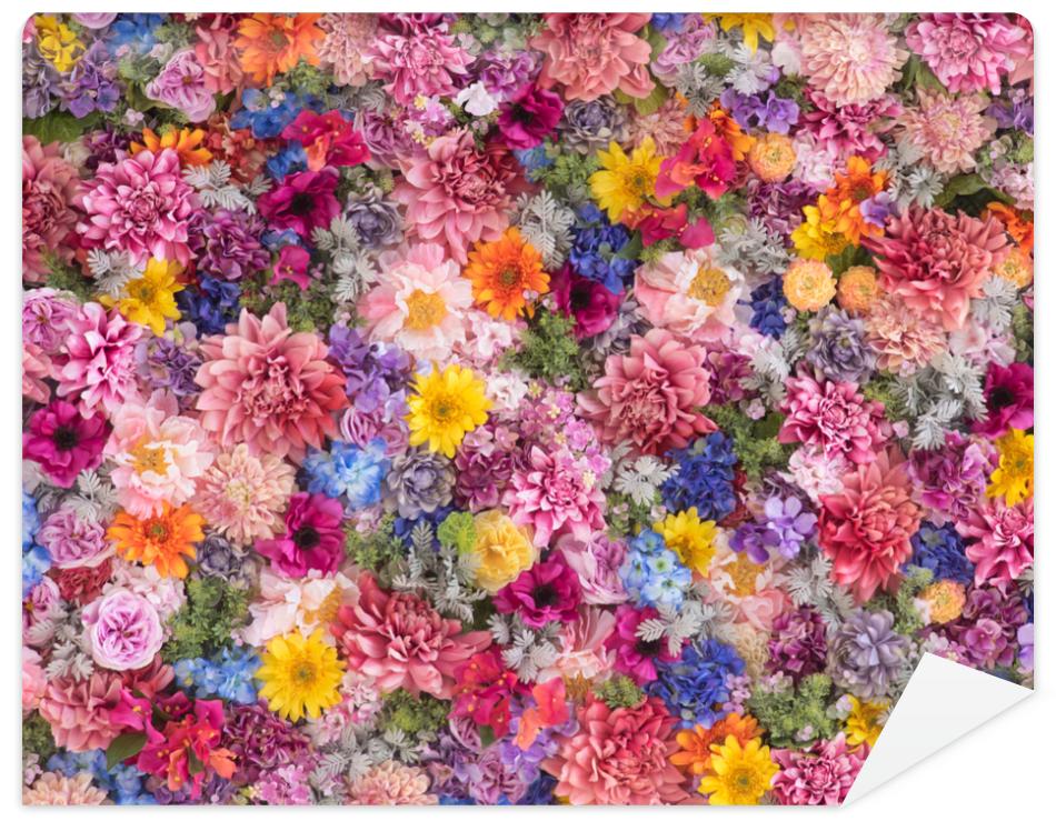 Fototapeta Multi-colored flower wall