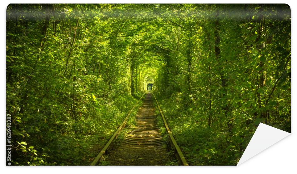 Fototapeta old forest and railway tunel