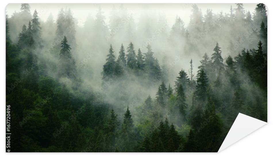 Fototapeta Misty landscape with fir