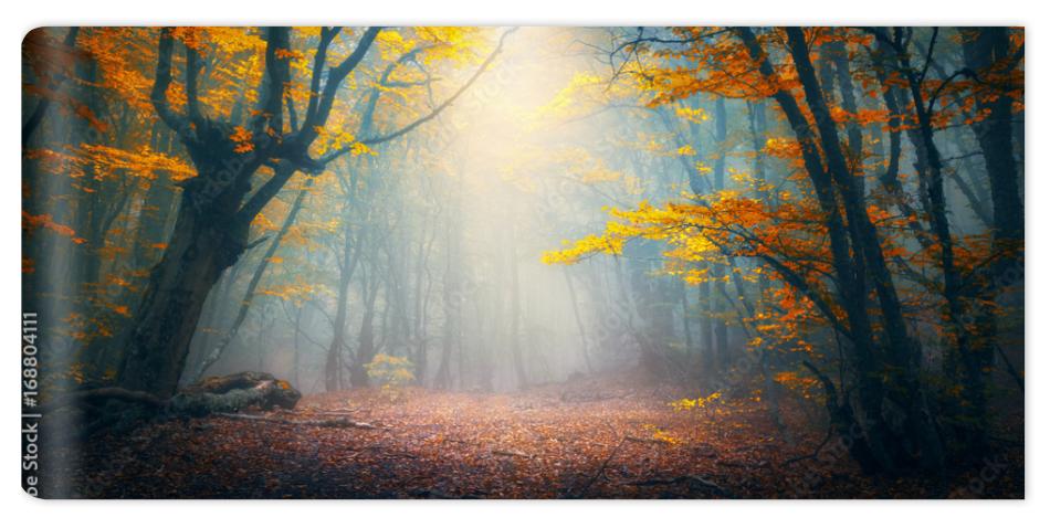 Fototapeta Fairy forest in fog. Fall