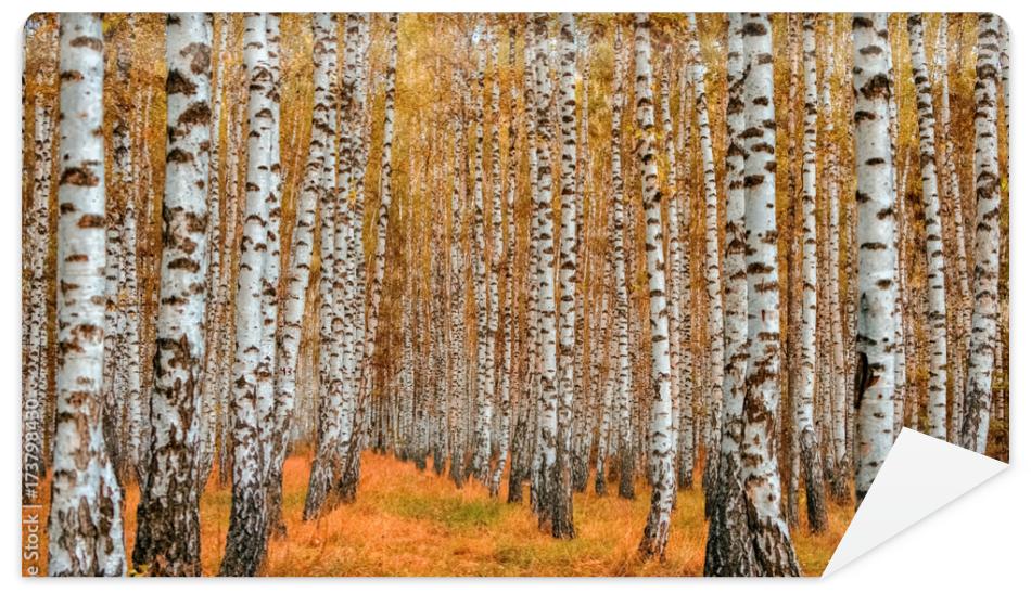 Fototapeta Autumn birch forest