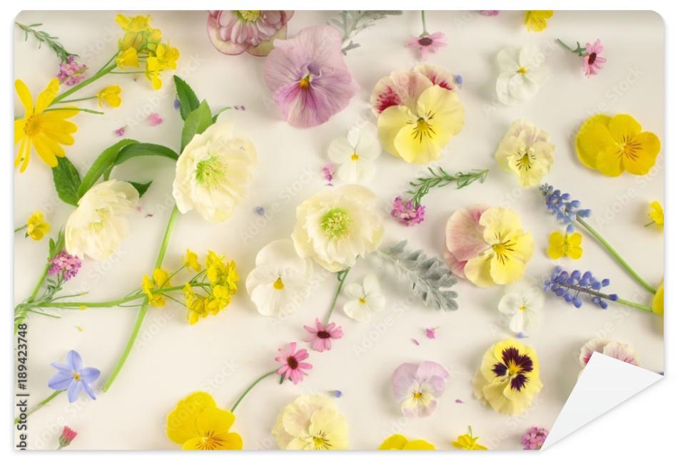 Fototapeta ナチュラルな春の花の花びら、白背景