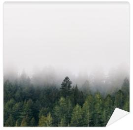 Fototapeta Foggy forest