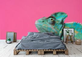 Fototapeta Chameleon on pink background