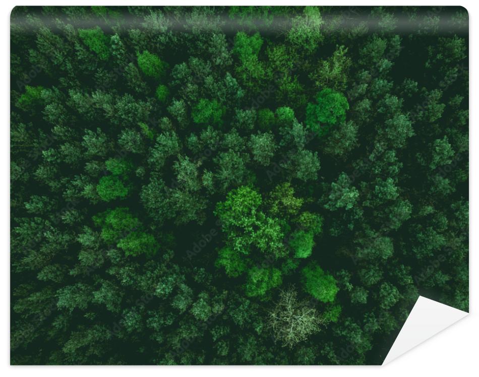 Fototapeta aerial view over forest at