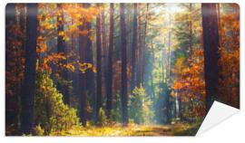 Fototapeta Autumn forest scene