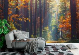 Fototapeta Autumn forest scene