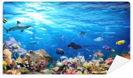 Fototapeta Underwater Scene With Coral
