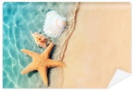 Fototapeta starfish and seashell on the