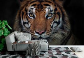 Fototapeta Angry tiger,Sumatran tiger