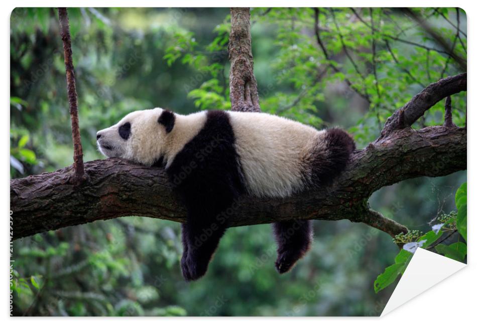 Fototapeta Lazy Panda Bear Sleeping on a