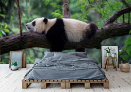 Fototapeta Lazy Panda Bear Sleeping on a
