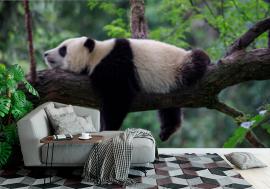 Fototapeta Lazy Panda Bear Sleeping on a