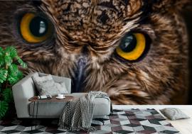 Fototapeta Yellow eyes of horned owl