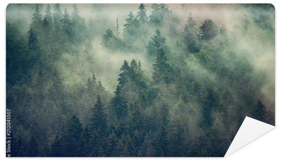 Fototapeta Misty landscape with fir