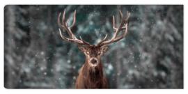 Fototapeta Noble deer male in winter snow