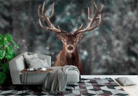 Fototapeta Noble deer male in winter snow