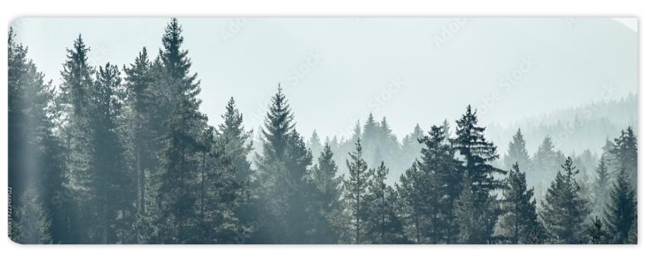 Fototapeta Pine trees forest stylized