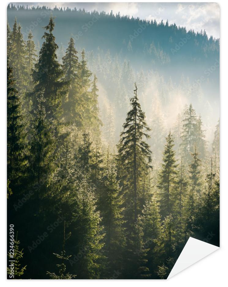 Fototapeta spruce forest on the hill in