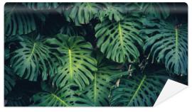 Fototapeta Monstera Philodendron leaves -