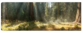 Fototapeta Morning in Sequoia National