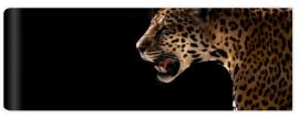Fototapeta cheetah, leopard, jaguar