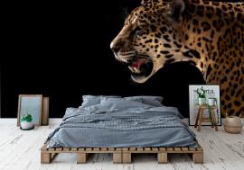 Fototapeta cheetah, leopard, jaguar