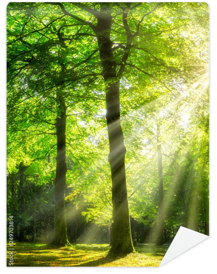 Fototapeta Zielony las w słońcu