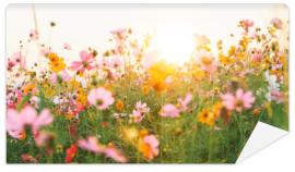 Fototapeta beautiful cosmos flower field