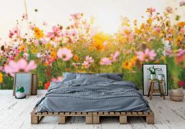 Fototapeta beautiful cosmos flower field