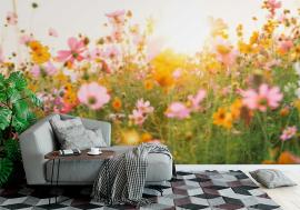 Fototapeta beautiful cosmos flower field