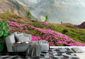 Fototapeta Alpine rhododendrons on the