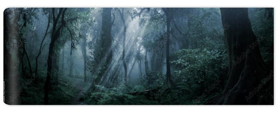 Fototapeta Deep tropical forest in