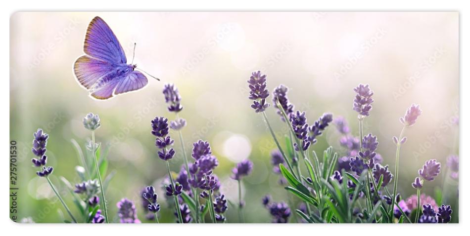 Fototapeta Purple blossoming Lavender and