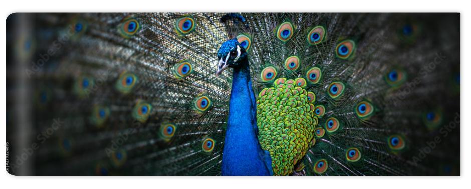 Fototapeta beautiful peacock