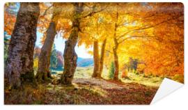 Fototapeta Golden Autumn forest 