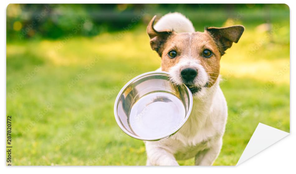 Fototapeta Hungry or thirsty dog fetches