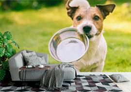 Fototapeta Hungry or thirsty dog fetches