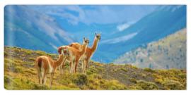 Fototapeta Guanacoes in Torres del Paine