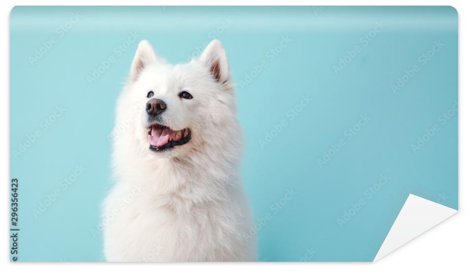 Fototapeta Cute Samoyed dog on color