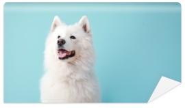 Fototapeta Cute Samoyed dog on color