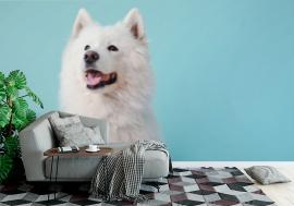 Fototapeta Cute Samoyed dog on color