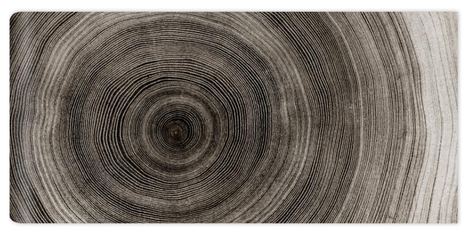Fototapeta Warm gray cut wood texture.