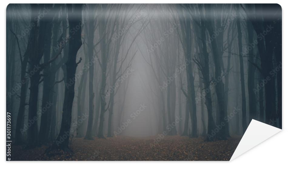 Fototapeta Forest in fog with mist. Fairy